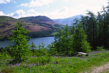 Loweswater from Holme Wood