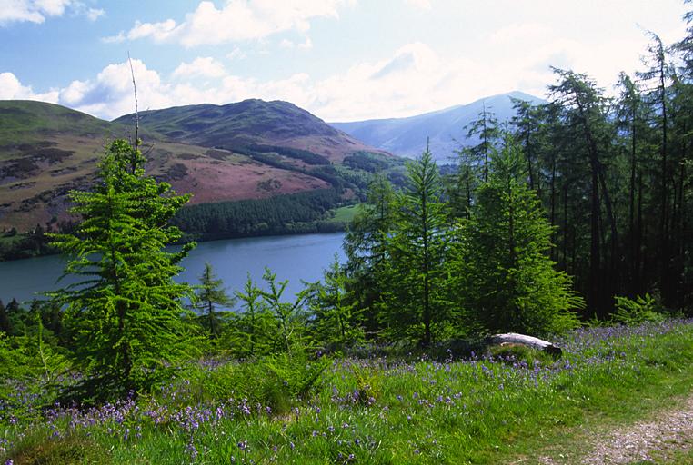 Loweswater from Holme Wood