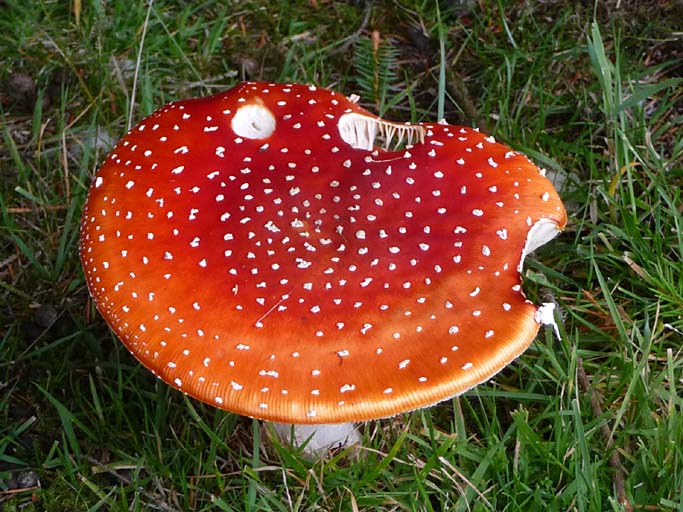 Fly Agaric