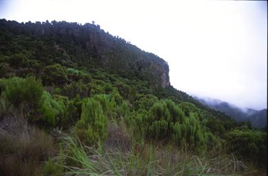 Moorland at the Top of Umbwe Ridge