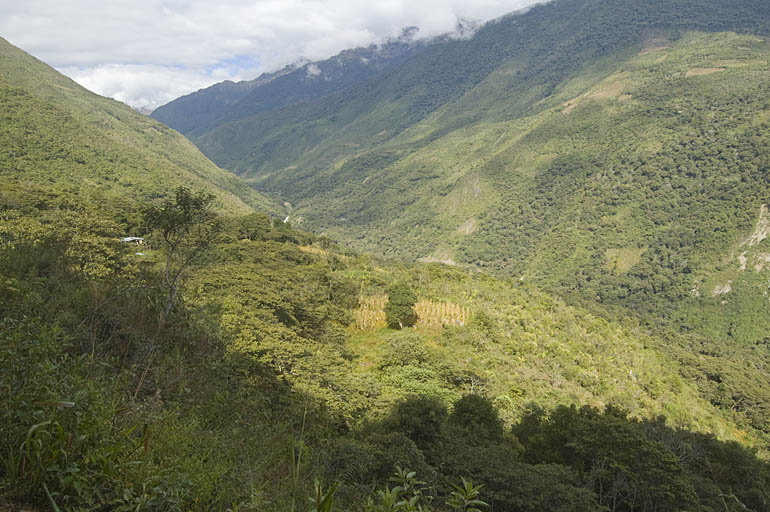 Above the Coffee Plantation Leaving La Playa