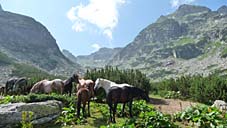 Horses in the Malyovitsa valley