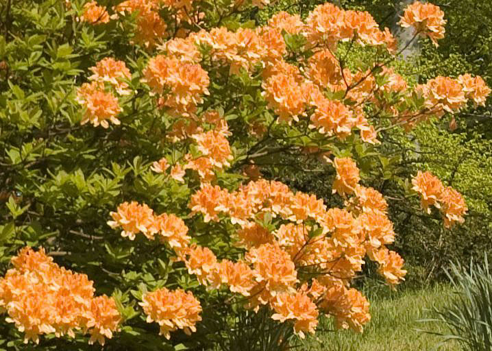 Easedale Shrub Large Photo